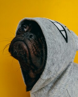 穿卫衣的可爱巴哥犬
