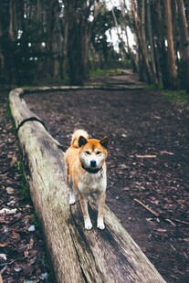 柴犬坐于林间原木上