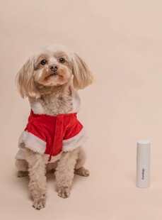 穿红衣小狗与白色物品