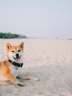 沙滩上的可爱柴犬