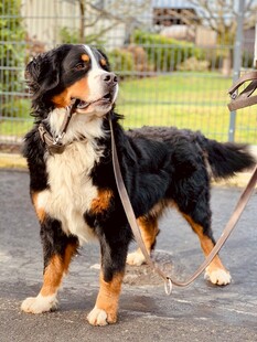 伯恩山犬户外帅气模样