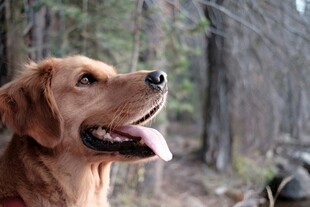 林间金毛犬