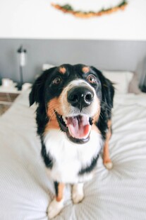 可爱伯恩山犬端坐于床