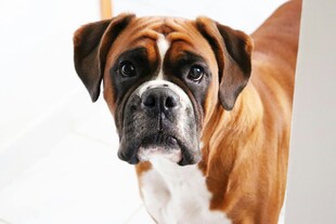 可爱拳师犬特写