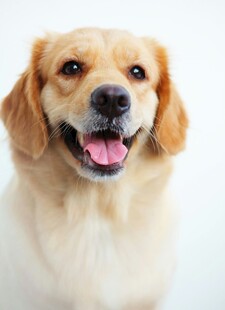 可爱金毛犬露出开心笑容