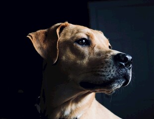 棕色犬只侧颜特写
