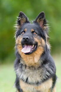 可爱德国牧羊犬户外微笑