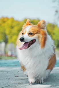 快乐柯基户外漫步