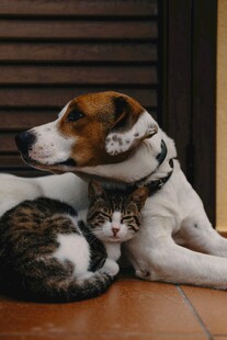 猫狗依偎展现温馨一刻