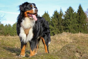 伯恩山犬站立于开阔草地