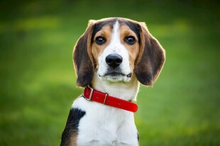可爱三色小猎犬