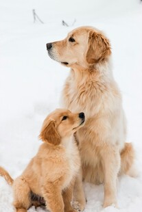 雪地中依偎的大小金毛犬