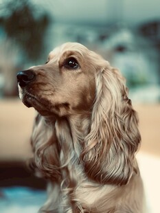 优雅长毛犬的侧颜特写