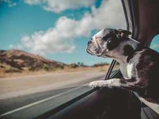 狗狗惬意探身车窗外