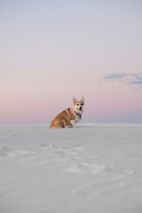 雪地中的孤独柯基犬