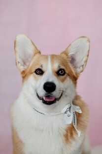 可爱柯基犬