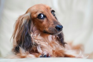 长毛腊肠犬的可爱瞬间