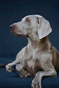 优雅威玛猎犬侧卧姿态