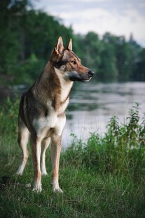 河畔边的帅气德国牧羊犬