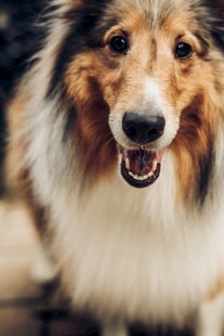 可爱牧羊犬露出灿烂笑容