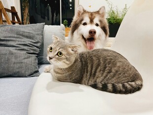 猫狗同框的温馨瞬间