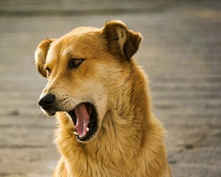 张嘴吠叫的棕色田园犬