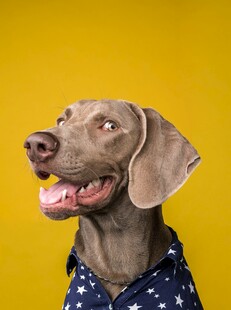 穿波点衣的俏皮威玛猎犬