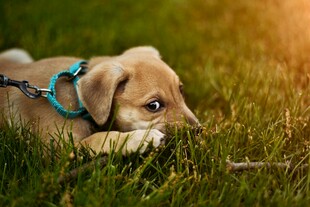 阳光下趴着的可爱小萌犬