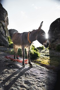 山间驴站在岩石上