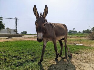 田野中的毛驴