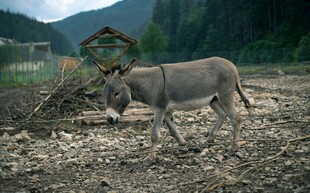 田野中的毛驴