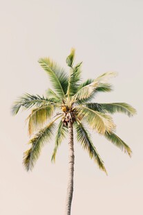 单株椰子树