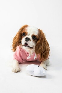 穿粉衣的可爱查理王小猎犬