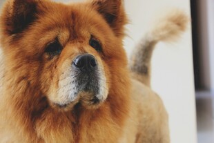 威武松狮犬特写