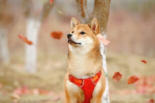 秋日柴犬赏落叶