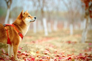 秋日林间的可爱柴犬