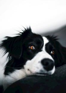 黑白萌犬安静趴卧