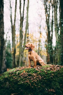 林间萌犬坐于苔藓之上