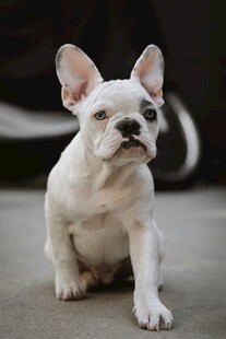 可爱法国斗牛犬蹲坐瞬间