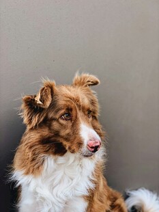 可爱边牧犬的优雅瞬间