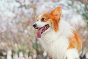 户外可爱的三色柯基犬