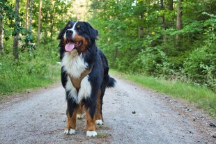 伯尔尼山地犬站在林间小道