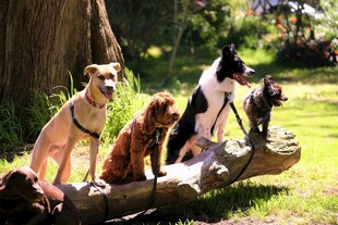 四只萌犬坐于木头上