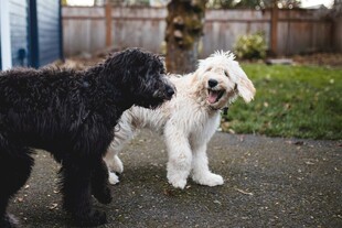 两只萌犬亲昵互动