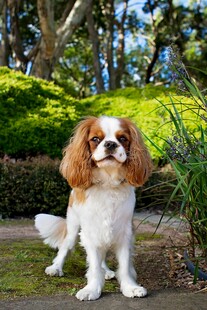 猎犬户外靓影