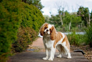 圣伯纳犬在户外小路上