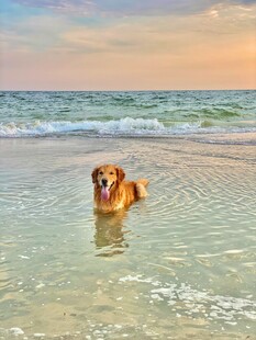 海边戏水的欢乐金毛犬