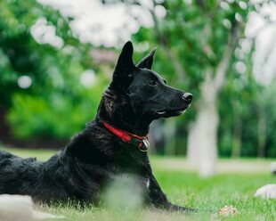 黑犬草地休憩