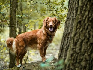 林间金毛犬的惬意时光