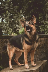 站立的德国牧羊犬